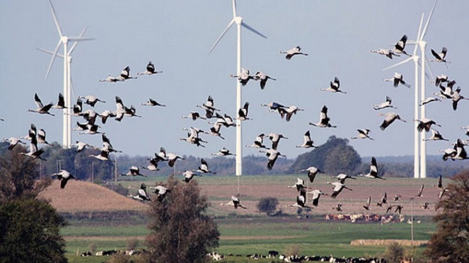 meisereise-kraniche-beim-abflug