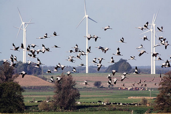 meisereise-kraniche-beim-abflug